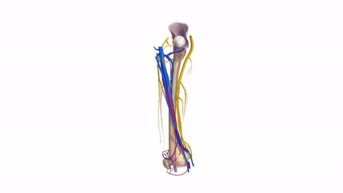 3D Animation of Human Leg Bones Nerves and Blood Vessels
