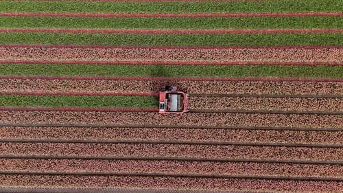Aerial View: Topping Pink Tulips in the Flower Fields. Topdown shot
