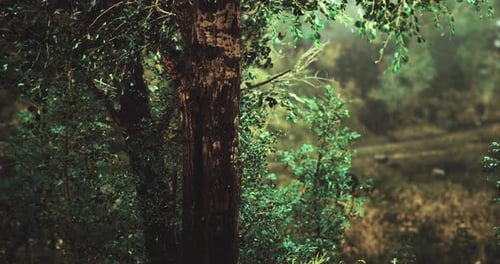 Lush Green Forest View Showcasing Sunlight Filtering Through Tree Leaves