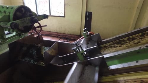 Green tea leaves raw moving on machine conveyor at sri lanka factory