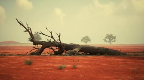 A Barren Tree Rests on the Dry Red Earth of an African Savanna Landscape