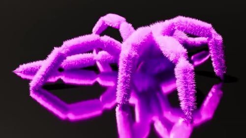 Pink Purple Spider on Mirror Surface Walk Run Endless