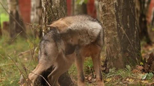 Funny Curious Cub Wolf Canis Lupus Gray Wolf Grey Wolf Playing Outdoors In Autumn Day