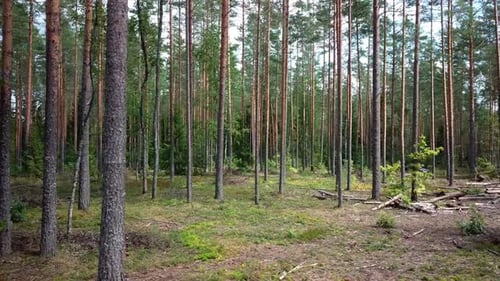 Summer Coniferous Forest 03