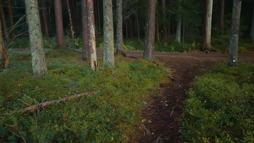 Quiet Woodland Hiking Trail Covered in Moss with Dappled Sunlight Filtering Through Canopy