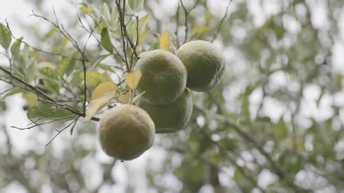 Slow motion footage rotating and looking up at a group of limes on a tree.