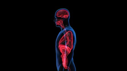 Animated 3D Human Anatomy Scan of Internal Organs