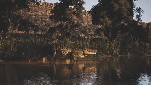 Crocodile se prélassant au bord de l'eau dans un cadre naturel serein au coucher du soleil