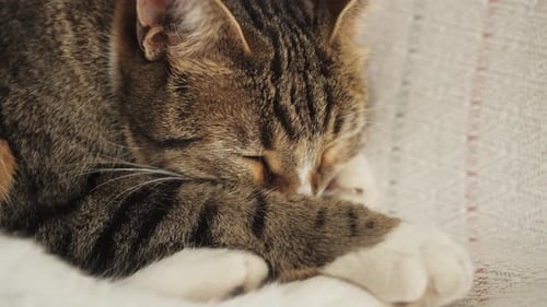 Sleepy Beautiful Cat Close Up