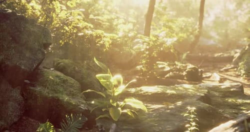 Sunlight Filtering Through Trees in a Serene Forest Landscape During Morning