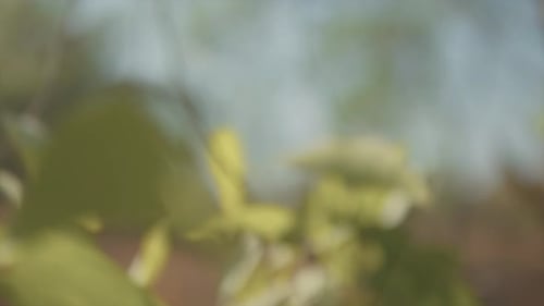 Verträumte Filmmusik Pflanzenblätter, Makroaufnahme, Bokeh-Hintergrund, hellgrüne, sonnige Pflanzen aus nächster Nähe.