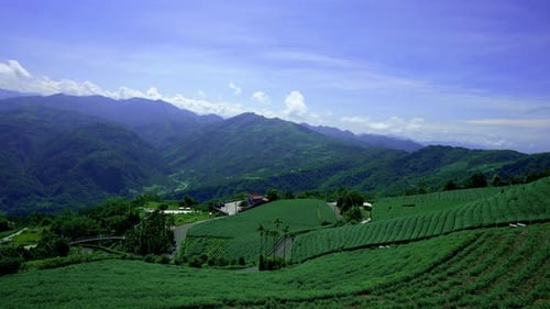 The tea plantations on the hilltop are often shrouded in clouds and fog.