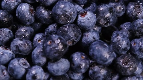 Les myrtilles juteuses sont parfaites pour préparer des smoothies, de délicieux desserts et des collations saines