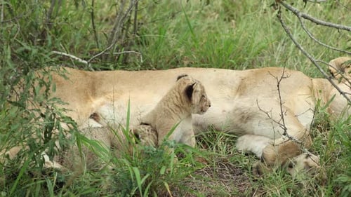 CUTE wide shot of tiny lion cubs sitting next to their sleeping mother, Greater Kruger.