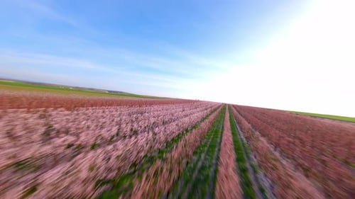 Apricot Orchard Blooming In Spring. FPV drone shot