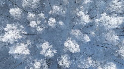 Wald im Schnee