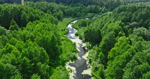 River between green forest at sunrise. Aerial view of nature