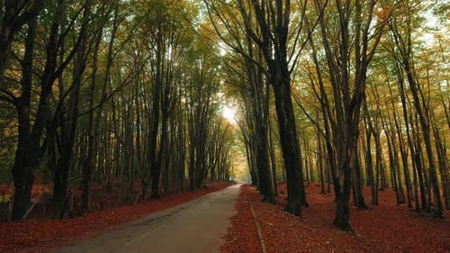 Mountain Road Traveled with Autumn Colors
