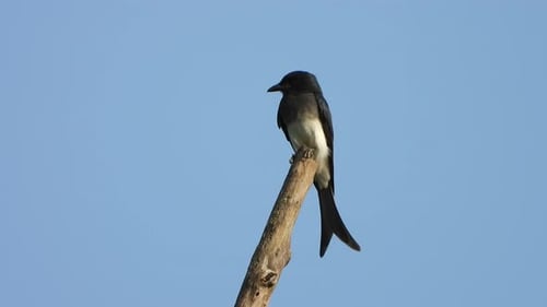 Un drongo negro en un árbol esperando la oración..