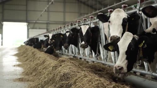 Cows on a diary farm eating. Cattle of cows