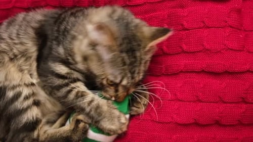 Cute Kitten Playing with a Toy Sock