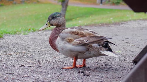 Brown duck standing peacefully on gravel in a park. Autumn in Sweden 4K