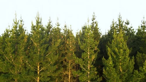 Vue aérienne d'une forêt de pins et d'une forêt. Drone survole des pins et des cimes d'arbres jaunes. Survol