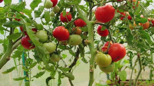 Ripe and Unripe Tomatoes Growing in Greenhouse
