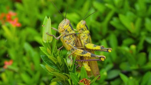 Fortpflanzung in der Welt der Insekten