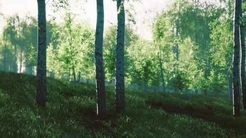 Mystical Hill Adorned with Shimmering Birch Trees and Gentle Morning Fog