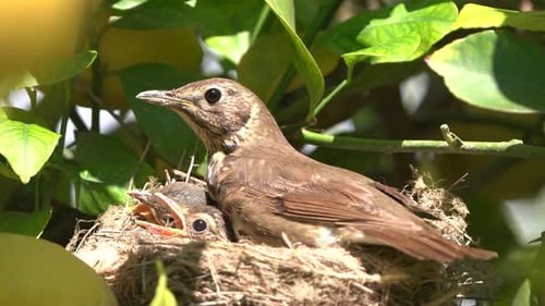 Mother Bird with Baby Birds in Nest