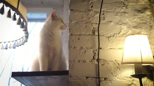 Cute Domestic Cat on Shelf Rescued Street Cats in Shelter Cat Cafe