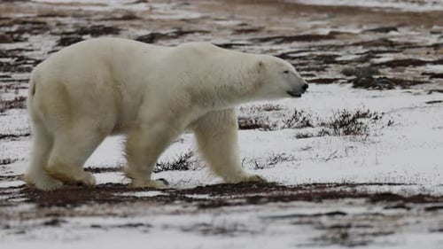 A polar bear moves gracefully across a snowy terrain, showcasing its stunning white fur against the