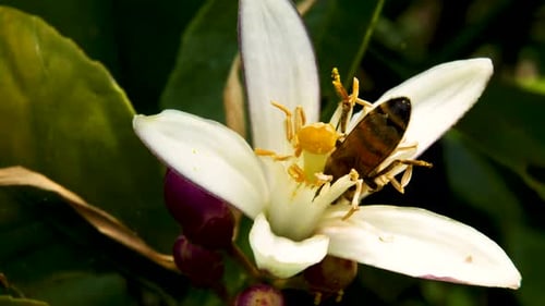 Honey bee crawling in a flower to get the nectar out.