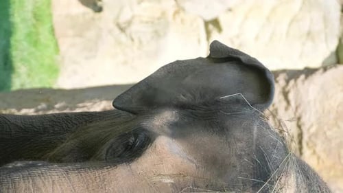 Elephant Close Up Big Grey Female Elephant Walking Through the Forest Vertical Video
