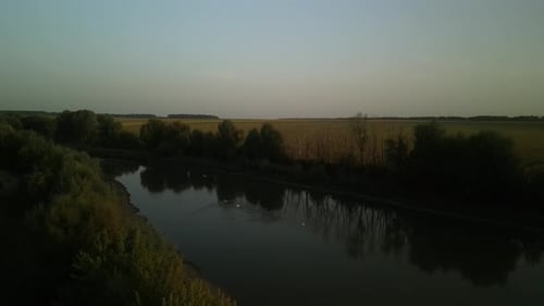 Schwäne auf dem See bei Sonnenuntergang. Sonnenuntergang auf dem See in den Feldern