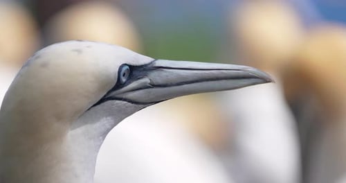 Detailed Close Up of a White Gannet