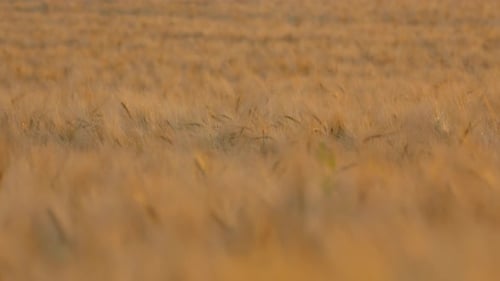 Wheat Field at Sunset