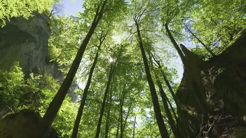 Panorama de la forêt verte fraîche dans la nature printanière ensoleillée
