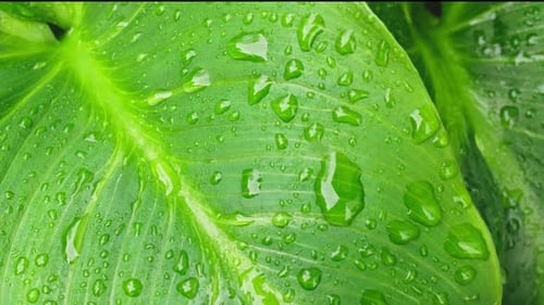 Üppige grüne Blätter mit tropischem Flair. Wassertropfen sitzen auf dem Laub. Hintergrund der Natur.
Regen