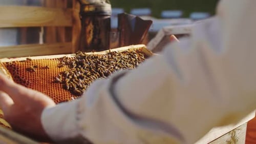 Closeup of Beekeeper Man Checking Wooden Frame Before Harvesting Honey in Apiary Professional
