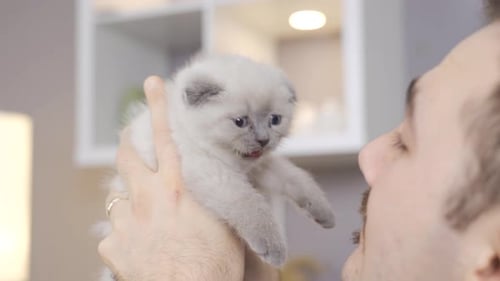 Nettes Kätzchen miaut. Kitten Scottish Fold Katze.