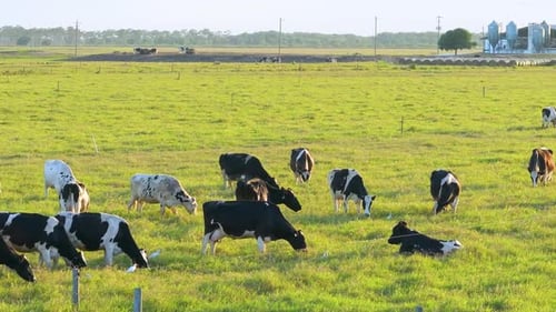 Production of Organic Dairy Products Milk Cows Grazing on Green Farm Pasture Feeding of Cattle on