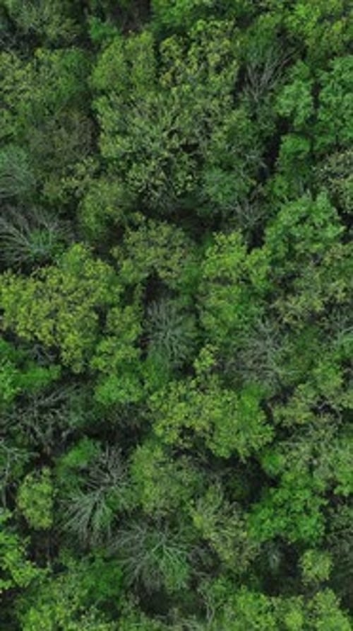 Vertical Forest Crowns Background Woods Trees