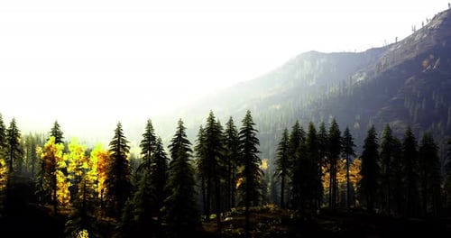 Bright Sunlight Filters Through Tall Trees in a Serene Forest Landscape