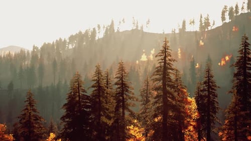 Pine Trees Forest with Sunset Over Mountain