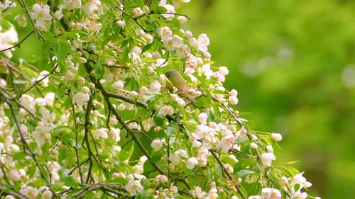 The Tennessee Warbler Bird Hopping Over Branches Of A Flowering Tree. Selective Focus Shot