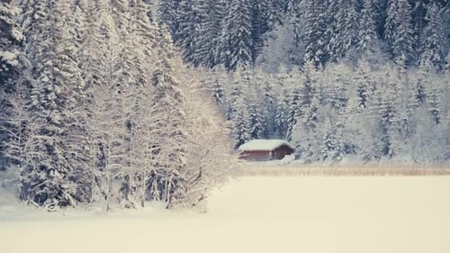 Coniferous Forest Covered In Fresh Snow During Winter. Sideways Shot