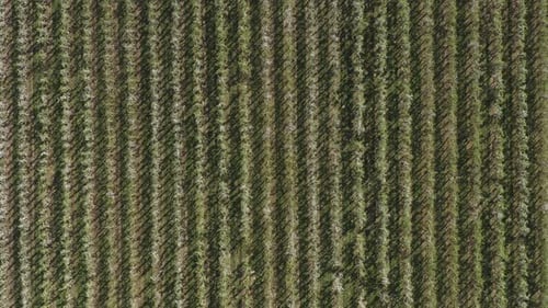 Top shot of a drone / aerial shot of a sunny white apple blossom on a big field 25p