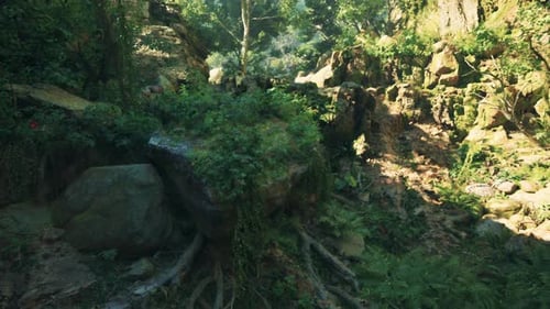 A Large Rock in the Middle of a Forest